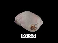 藏品(紫口珊瑚螺)的圖片